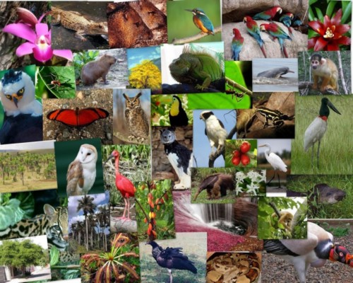 Día de la Biodiversidad (2)